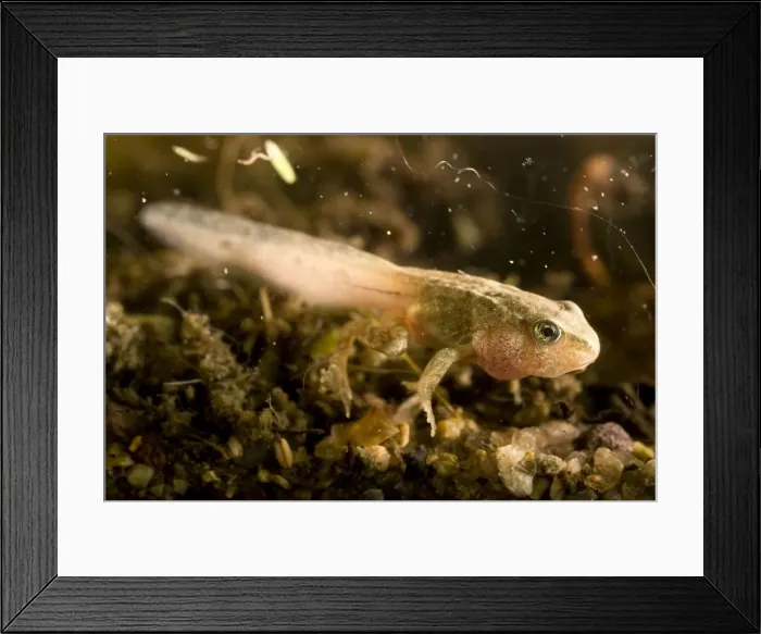 Framed Print : Common Frog tadpole. Late stage with legs. UK Framed Print : Common Frog tadpole. Late stage with legs. UK