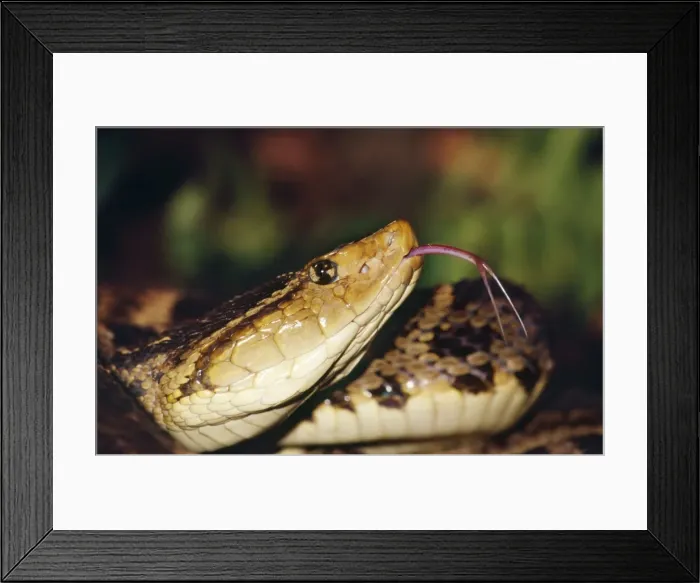 Framed Print : Fer de Lance Snake Framed Print : Fer de Lance Snake