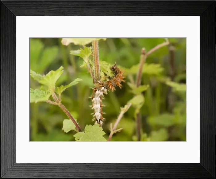 Framed Print : Comma Butterfly caterpillar feeding on nettle. UK Framed Print : Comma Butterfly caterpillar feeding on nettle. UK