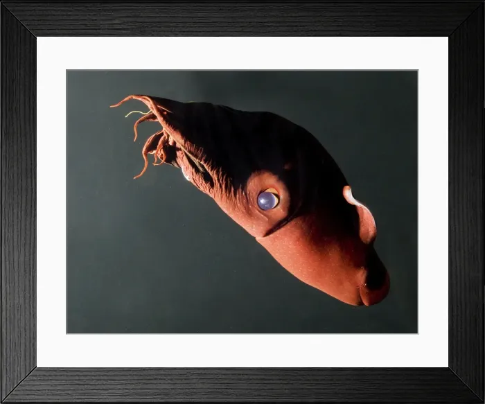 Framed Print : Vampire Squid. California USA Framed Print : Vampire Squid. California USA