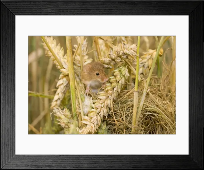 Framed Print : Harvest Mouse - juvenile on top of nest. UK Framed Print : Harvest Mouse - juvenile on top of nest. UK