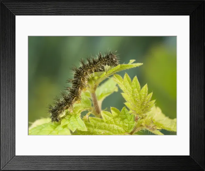 Framed Print : Small Tortoiseshell Butterfly caterpillar on nettle. UK Framed Print : Small Tortoiseshell Butterfly caterpillar on nettle. UK