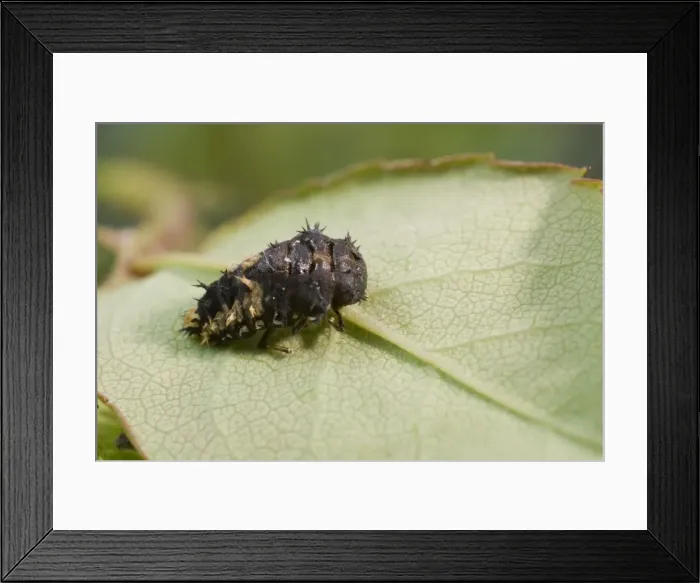 Framed Print : Harlequin Ladybird larva pupating. UK Framed Print : Harlequin Ladybird larva pupating. UK