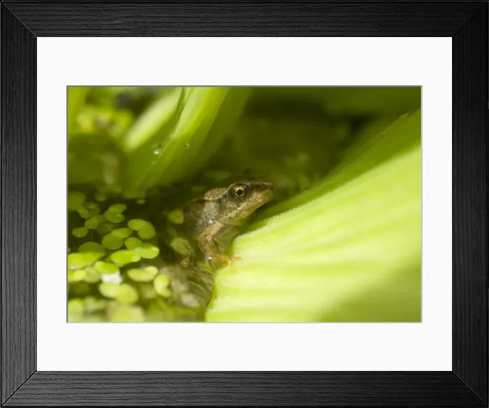 Framed Print : Young Common Frog. UK Framed Print : Young Common Frog. UK