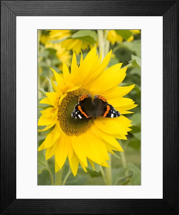 Framed Print : Red Admiral Butterfly on Sunflower. UK Framed Print : Red Admiral Butterfly on Sunflower. UK