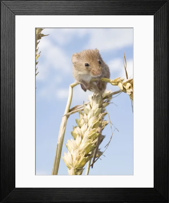 Framed Print : Juvenile Harvest Mouse on wheat stalk. UK Framed Print : Juvenile Harvest Mouse on wheat stalk. UK