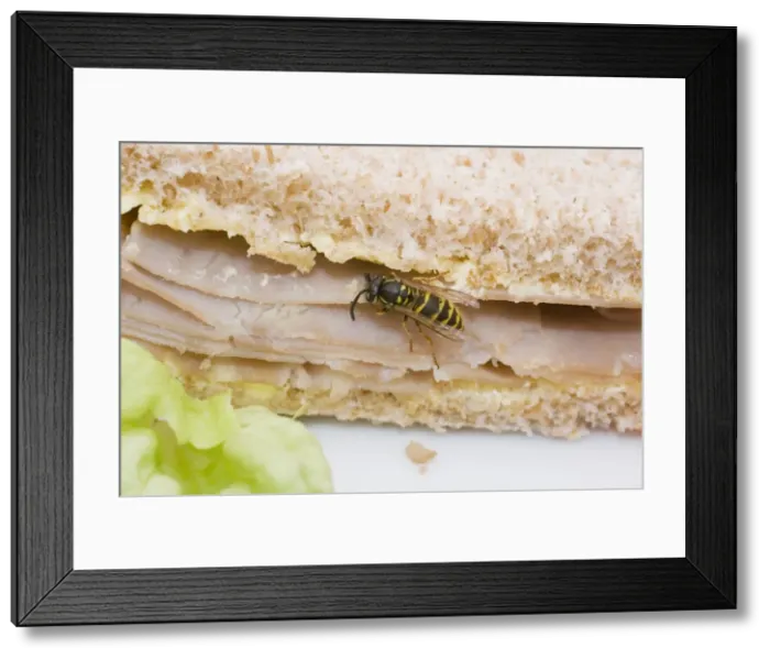 Framed Print : Common Wasp feeding on ham sandwich. UK Framed Print : Common Wasp feeding on ham sandwich. UK