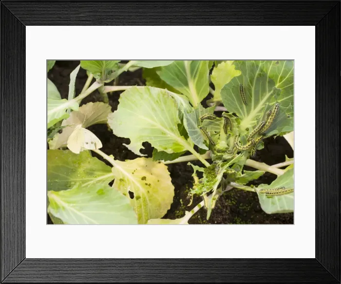 Framed Print : Large White butterfly and caterpillars on cabbage plants. UK Framed Print : Large White butterfly and caterpillars on cabbage plants. UK