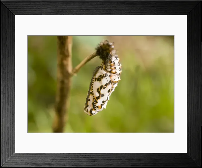 Framed Print : Spotted Fritillary Butterfly pupa. UK Framed Print : Spotted Fritillary Butterfly pupa. UK