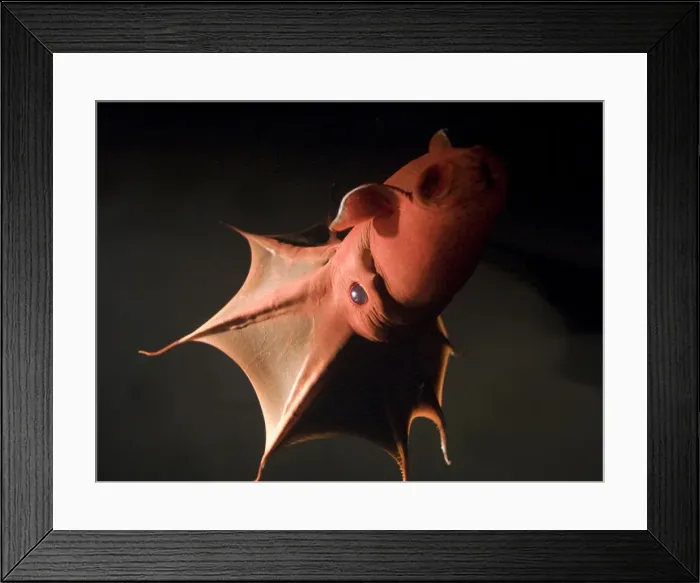 Framed Print : Vampire Squid. California USA Framed Print : Vampire Squid. California USA