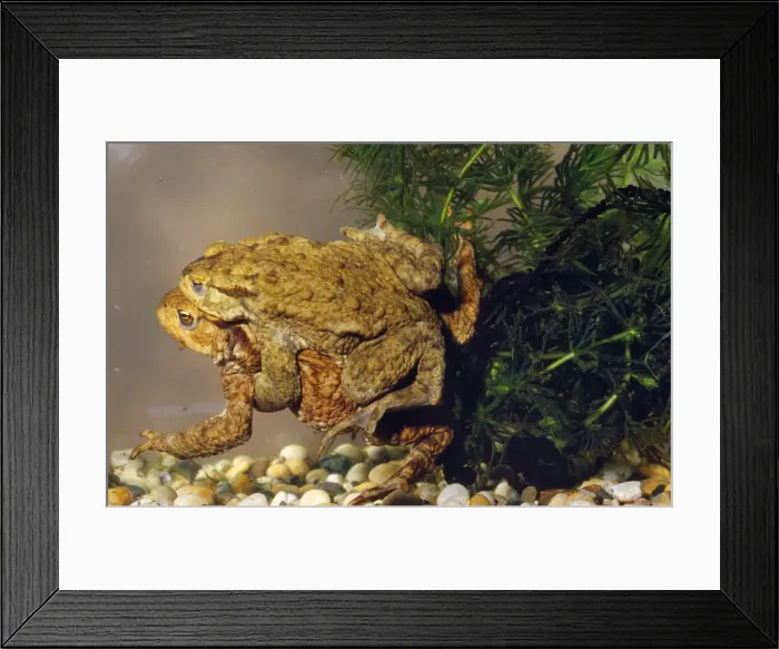 Framed Print : Common Toad - mating. Spawning Framed Print : Common Toad - mating. Spawning