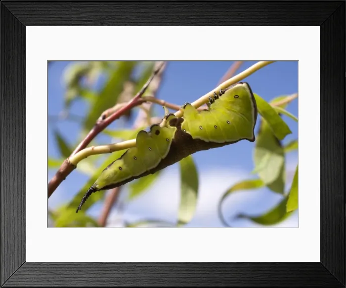 Framed Print : Puss Moth caterpillar on willow. UK Framed Print : Puss Moth caterpillar on willow. UK