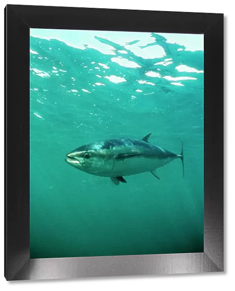 Southern Bluefin Tuna DSE 33 Spencer Gulf, Australia. Thunnus maccoyii © Douglas David Seifert  /  ardea. com