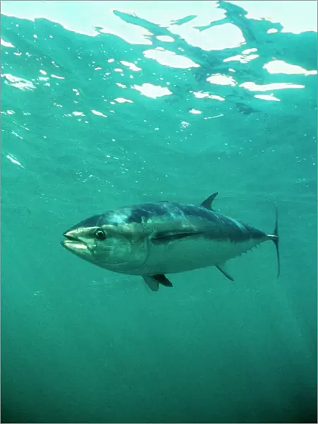 Southern Bluefin Tuna DSE 33 Spencer Gulf, Australia. Thunnus maccoyii © Douglas David Seifert  /  ardea. com