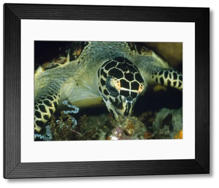 Framed Print : Hawksbill Turtle - feeding on sponge Komodo Island Framed Print : Hawksbill Turtle - feeding on sponge Komodo Island