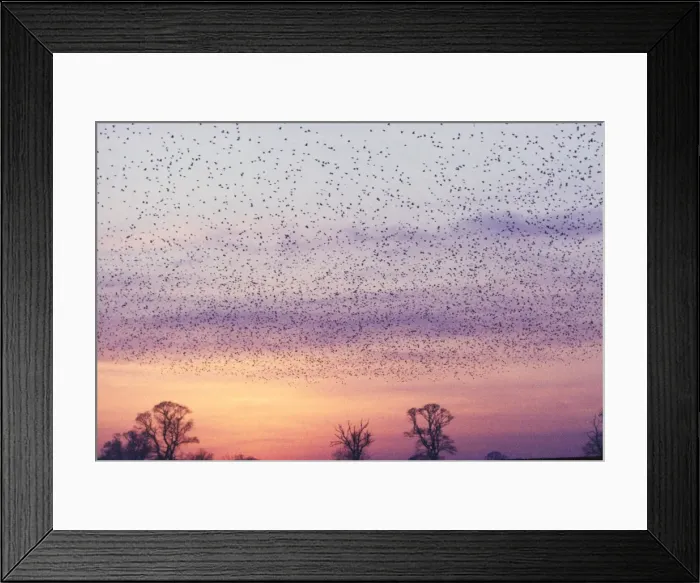 Framed Print : Starlings - flying to roost Framed Print : Starlings - flying to roost