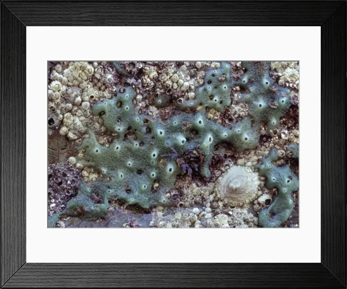 Framed Print : Breadcrumb Sponge Framed Print : Breadcrumb Sponge