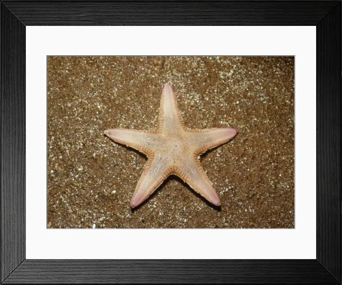 Framed Print : Burrowing Starfish Framed Print : Burrowing Starfish