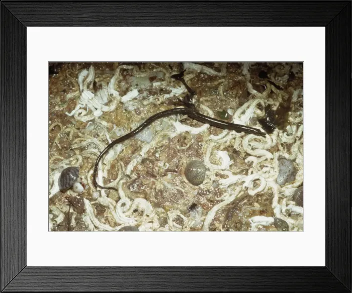 Framed Print : Worm Pipe Fish