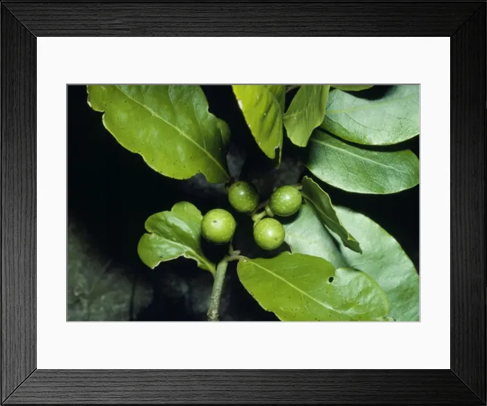Framed Print : Bay-tree - with unripe berries Framed Print : Bay-tree - with unripe berries