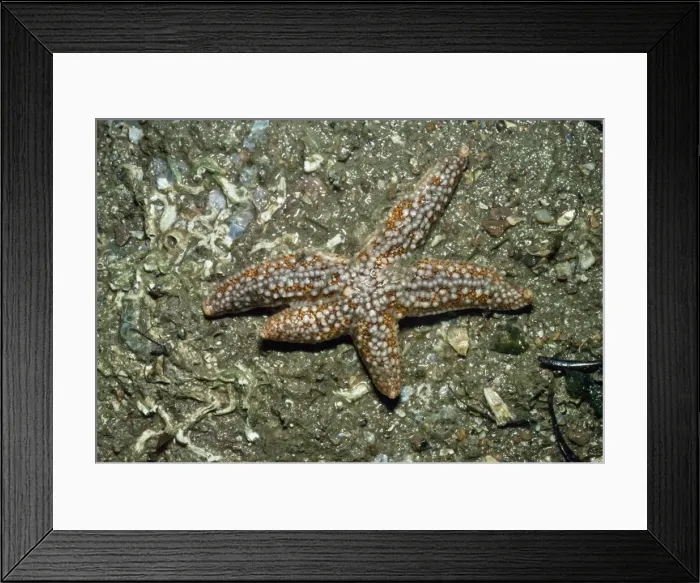 Framed Print : Common Starfish - showing leg regeneration Framed Print : Common Starfish - showing leg regeneration
