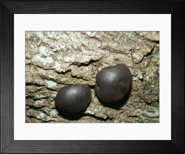 Framed Print : King Aifred's Cakes Fungi Framed Print : King Aifred's Cakes Fungi