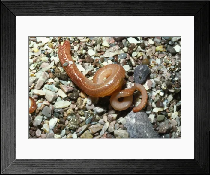 Framed Print : Marine Ribbon Worm Framed Print : Marine Ribbon Worm