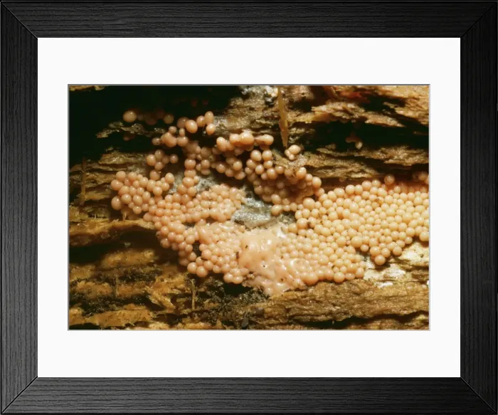 Framed Print : Slime Mould DWG 901 Imature Stage Trichia deciphens © D. W. Greenslade / ARDEA LONDON Framed Print : Slime Mould DWG 901 Imature Stage Trichia deciphens © D. W. Greenslade / ARDEA LONDON