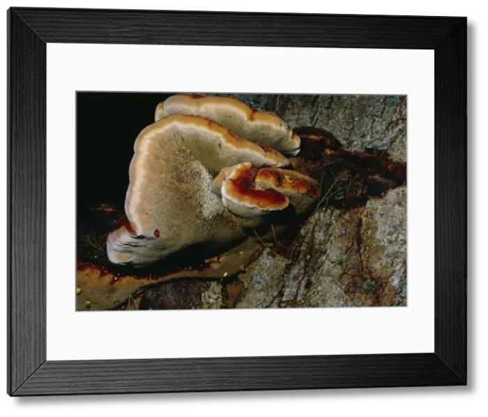 Framed Print : Beefsteak Fungi Framed Print : Beefsteak Fungi