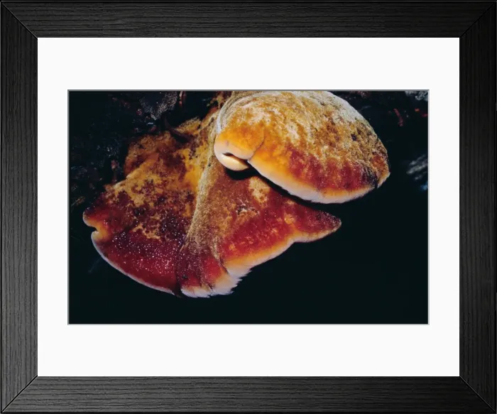 Framed Print : Beefsteak Fungus Framed Print : Beefsteak Fungus