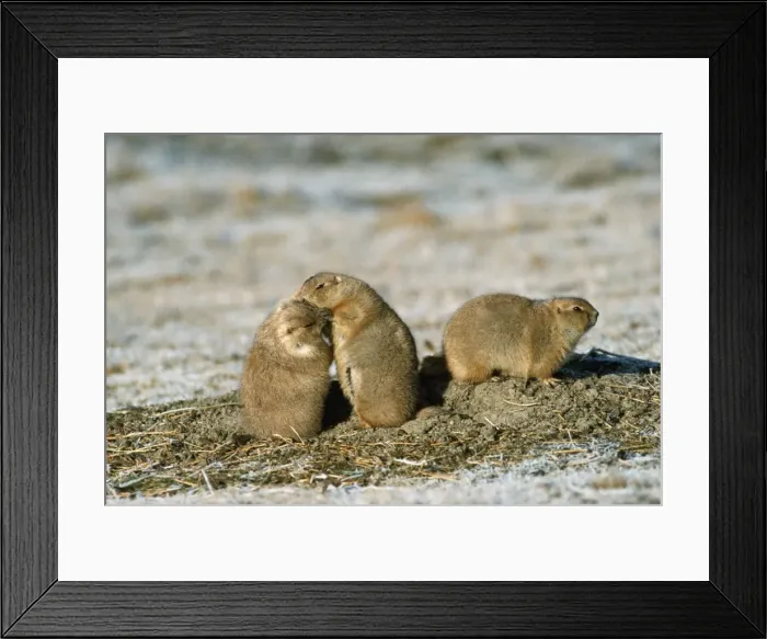 Framed Print : Black-tailed Prairie Dog Polar Park, Canada Framed Print : Black-tailed Prairie Dog Polar Park, Canada