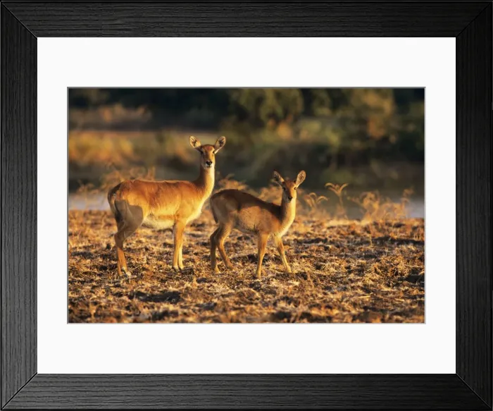 Framed Print : Puku - female with young - Luangwa National Park Zambia Framed Print : Puku - female with young - Luangwa National Park Zambia