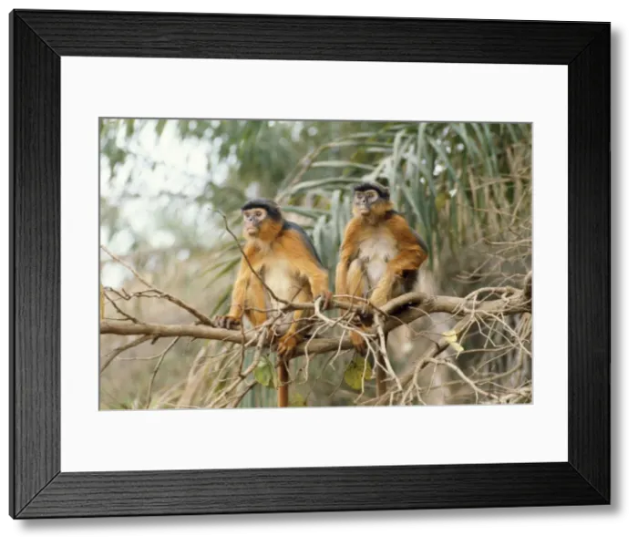 Framed Print : Red Colobus Monkey - male & female The Gambia, West Africa Framed Print : Red Colobus Monkey - male & female The Gambia, West Africa