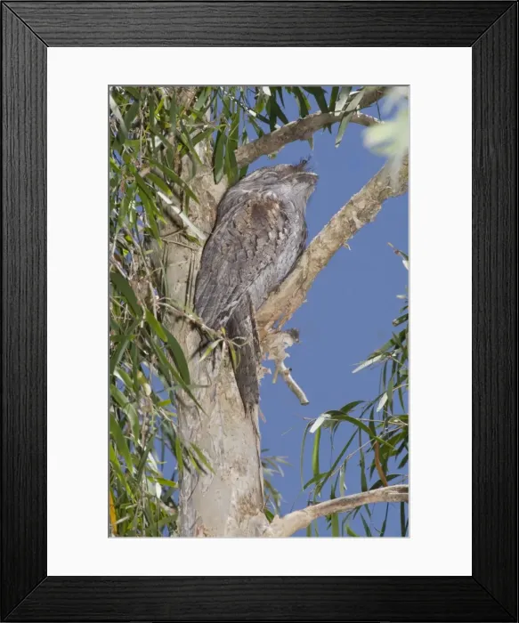 Framed Print : Australian Tawny Frogmouth - sleeping at daytime roost in a Cajuput Tree (Melaleuca leucadendron) - Brisbane - Australia 20091025Da_EL_003 Framed Print : Australian Tawny Frogmouth - sleeping at daytime roost in a Cajuput Tree (Melaleuca leucadendron) - Brisbane - Australia 20091025Da_EL_003