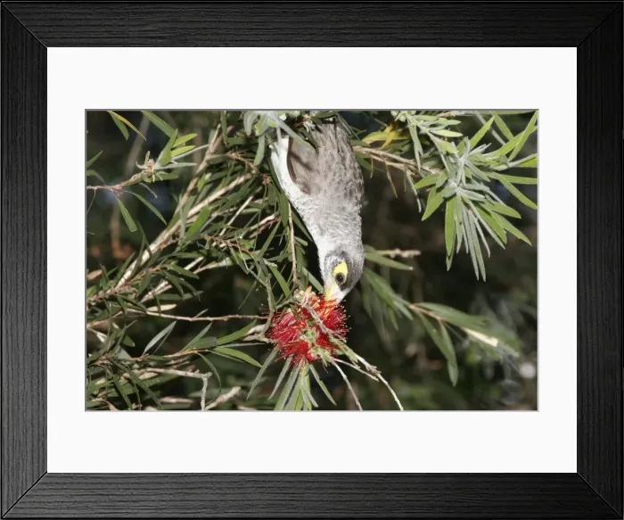 Framed Print : Noisy Miner probes for nectar with its brush-tipped tongue in the flower of a bottlebrush (Callistemon sp. ) - Brisbane - Queensland - Australia. 20090916Da_EL_013 Framed Print : Noisy Miner probes for nectar with its brush-tipped tongue in the flower of a bottlebrush (Callistemon sp. ) - Brisbane - Queensland - Australia. 20090916Da_EL_013