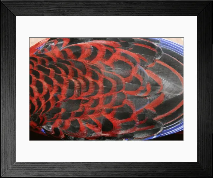 Framed Print : Crimson Rosella - back plumage - Bunya Mountains National Park, Queensland, Australia 20091001Da_EL_199 Framed Print : Crimson Rosella - back plumage - Bunya Mountains National Park, Queensland, Australia 20091001Da_EL_199