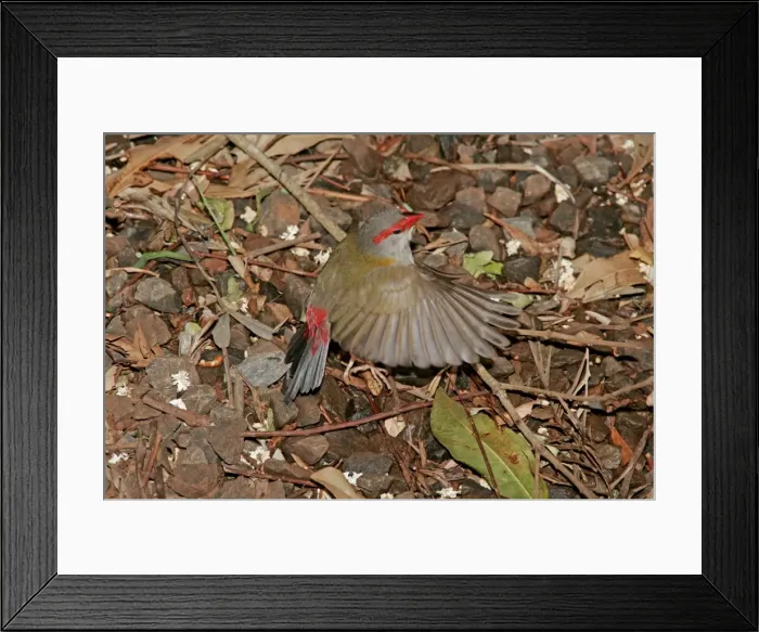 Framed Print : Australian Red-browed Finch - in flight low above ground - Bunya Mountains National Park, Queensland, Australia 20091001Da_EL_189 Framed Print : Australian Red-browed Finch - in flight low above ground - Bunya Mountains National Park, Queensland, Australia 20091001Da_EL_189
