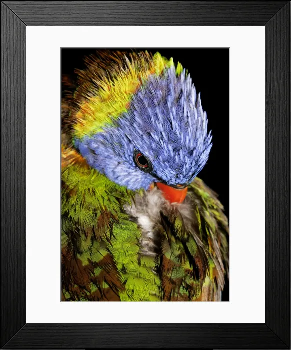 Framed Print : Rainbow Lorikeet - preens back feathers - Brisbane, Queensland, Australia 20080708Da_EL_006 Framed Print : Rainbow Lorikeet - preens back feathers - Brisbane, Queensland, Australia 20080708Da_EL_006