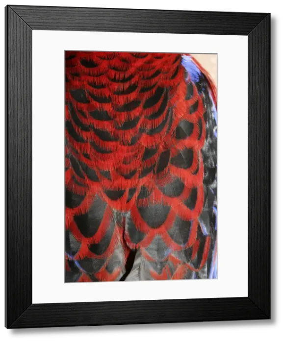 Framed Print : Crimson Rosella - Feather detail of back plumage - Bunya Mountains - Australia AR20091023 Framed Print : Crimson Rosella - Feather detail of back plumage - Bunya Mountains - Australia AR20091023