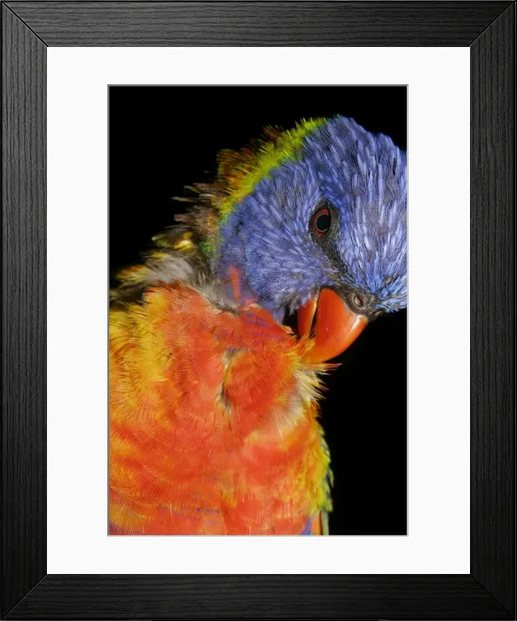 Framed Print : Rainbow Lorikeet - preening - Brisbane, Queensland, Australia. 20080708Db_EL_025 Framed Print : Rainbow Lorikeet - preening - Brisbane, Queensland, Australia. 20080708Db_EL_025
