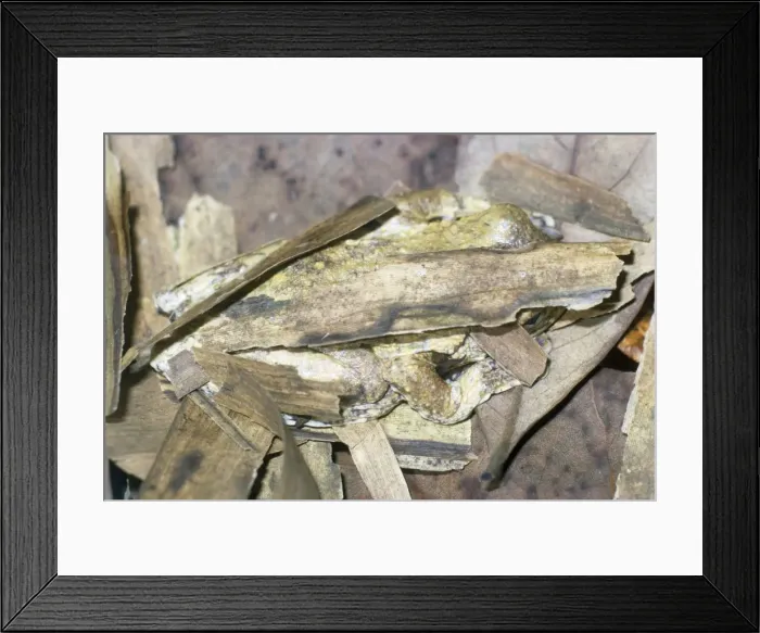 Framed Print : Horst's Tree Frog - sheltering  /  hibernating - family: Hylidae - endemic - Port Moresby Papua New Guinea