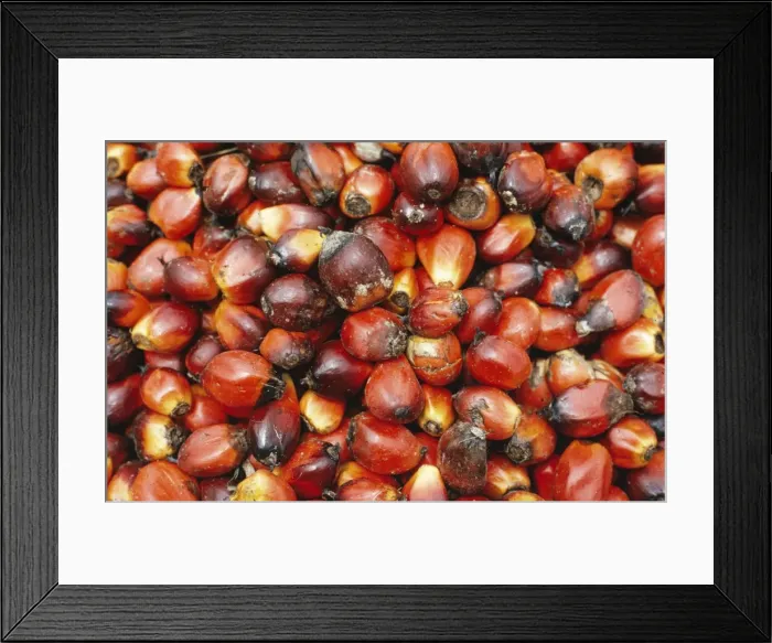 Framed Print : Oil Palm - Fruit