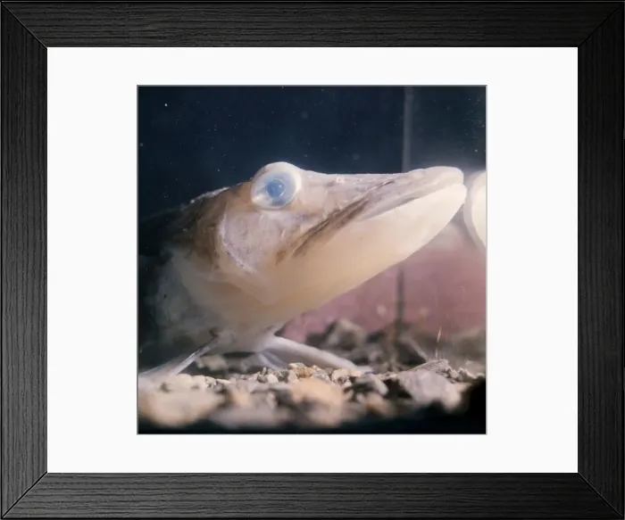 Framed Print : Ice-fish Signy Island, Antarctic Framed Print : Ice-fish Signy Island, Antarctic