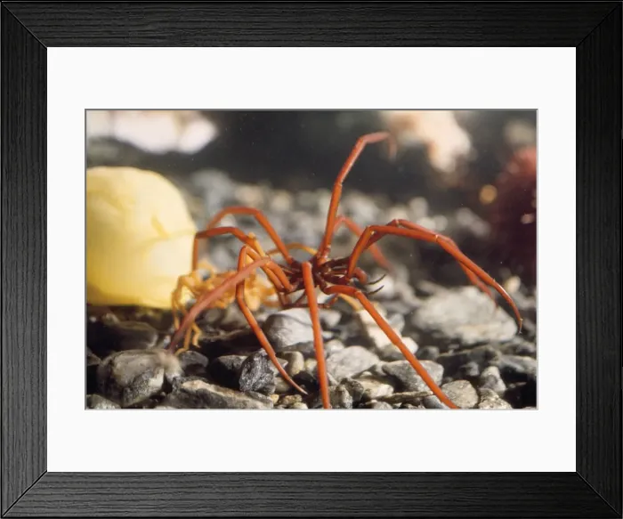 Framed Print : Sea Spider Signy Island, Antarctic Framed Print : Sea Spider Signy Island, Antarctic