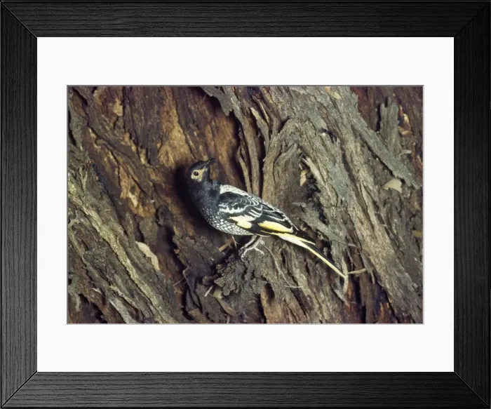Framed Print : Regent Honeyeater Australia
