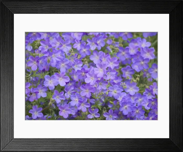 Framed Print : Cultivated Geraniums Framed Print : Cultivated Geraniums
