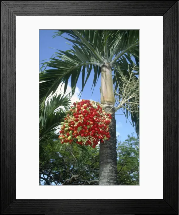 Framed Print : Red Palm Fruits St Lucia West Indies Framed Print : Red Palm Fruits St Lucia West Indies