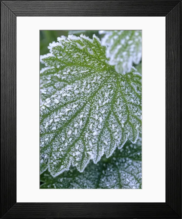 Framed Print : Stinging Nettle Leaves with covering of frost Norfolk UK Framed Print : Stinging Nettle Leaves with covering of frost Norfolk UK