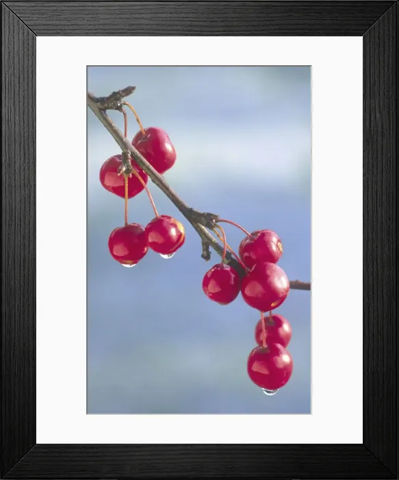 Framed Print : Crab Apples Ornamental miniature variety. Winter bird food Norfolk UK Framed Print : Crab Apples Ornamental miniature variety. Winter bird food Norfolk UK