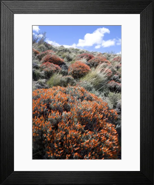 Framed Print : Red Gorse - (Spanish name: Mata fuego or Bola de fuego) Fam. Leguminosae Range: plateaux and mesetas of central and southern Patagonia in Argentina, South America Photographed at end of October Framed Print : Red Gorse - (Spanish name: Mata fuego or Bola de fuego) Fam. Leguminosae Range: plateaux and mesetas of central and southern Patagonia in Argentina, South America Photographed at end of October
